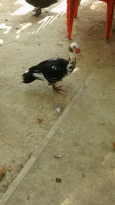 Un pato del Lago de Anna